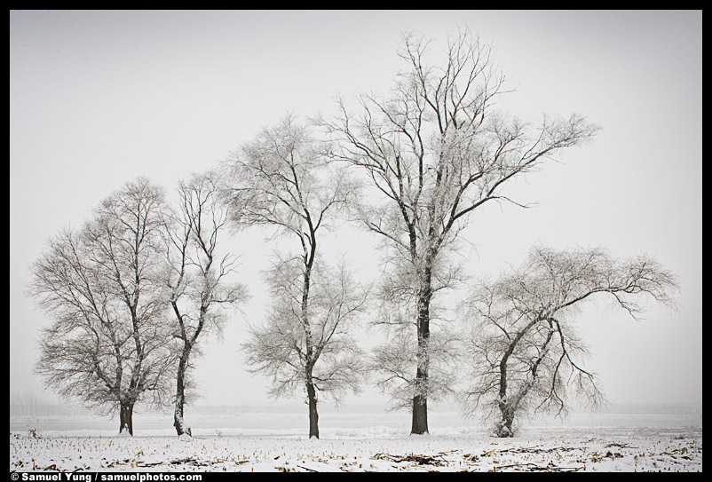 Trees in Wusong